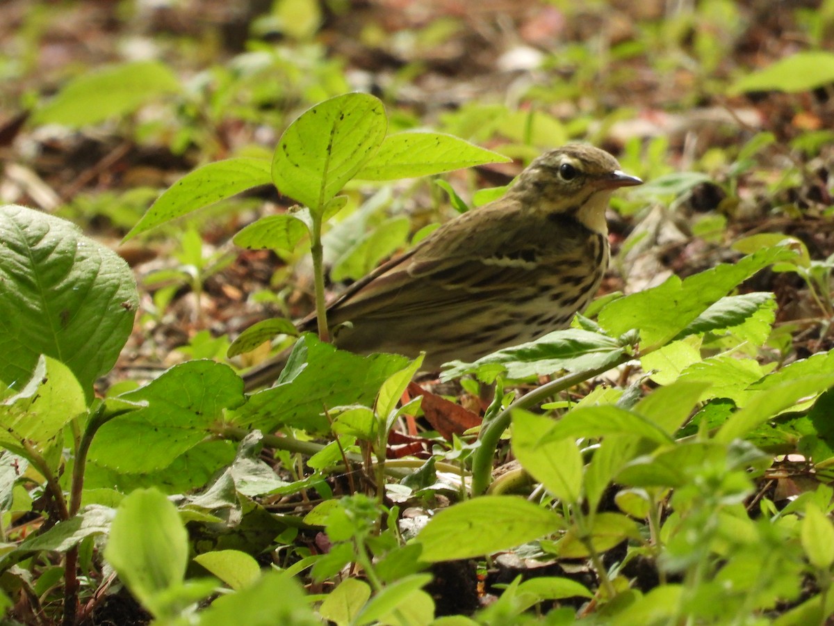 Olive-backed Pipit - ML617754953