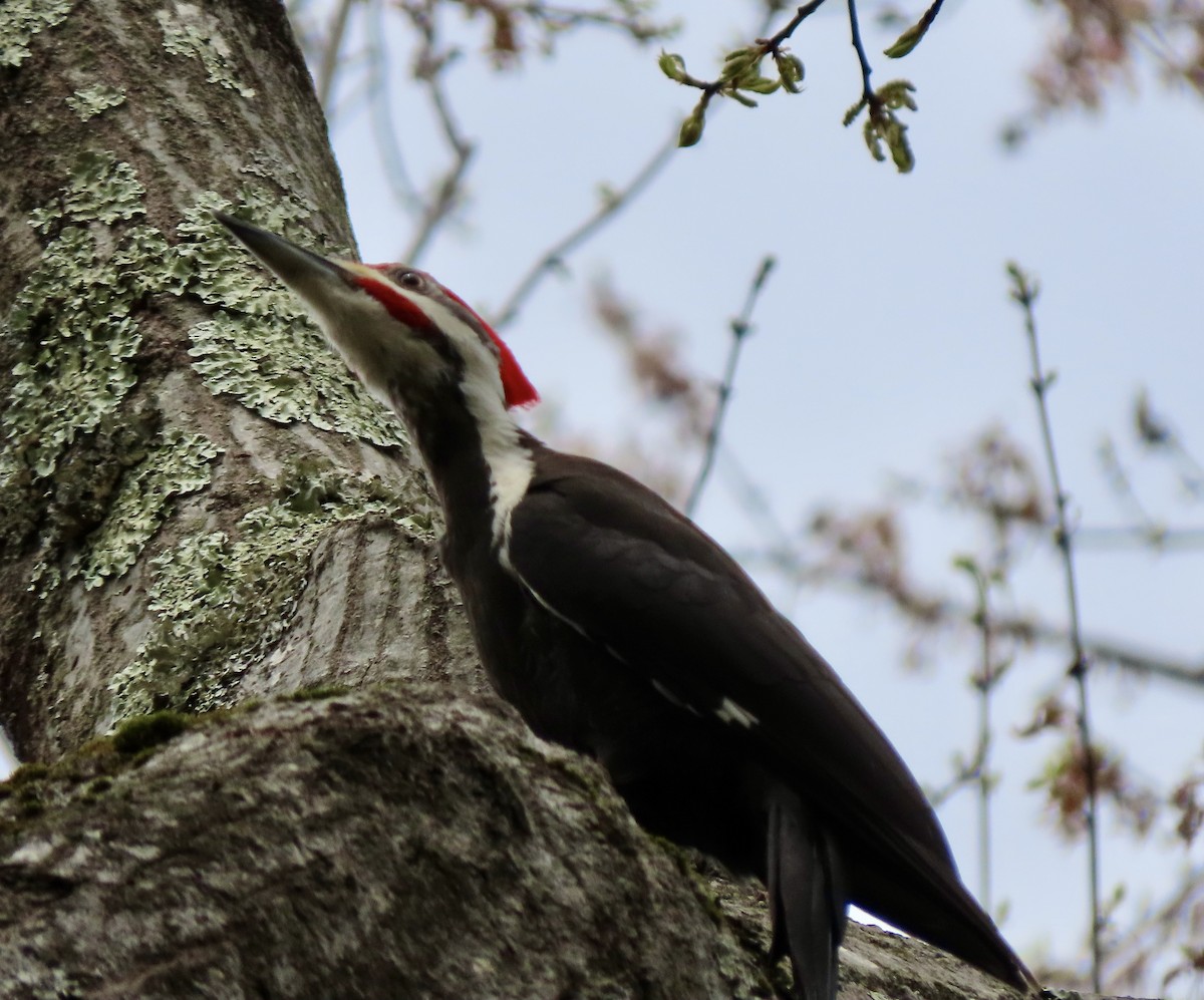 Pileated Woodpecker - Laurie Reynolds
