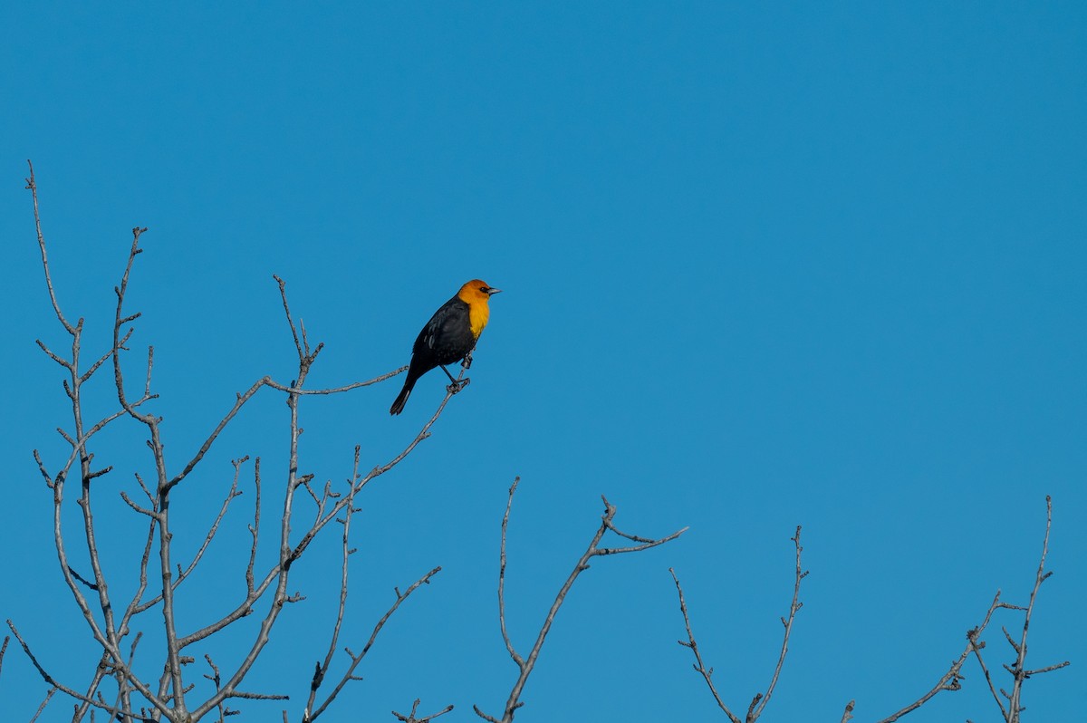 Yellow-headed Blackbird - Isaac Boardman