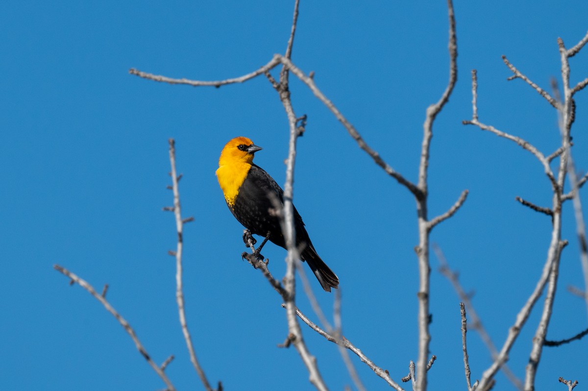 Yellow-headed Blackbird - ML617755088