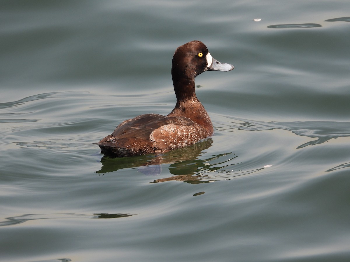 Greater Scaup - Kirk Doerger