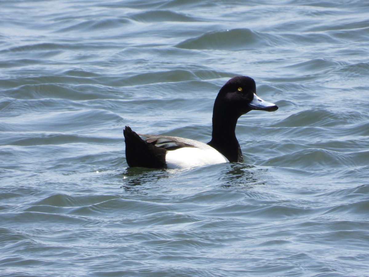 Greater Scaup - ML617755183