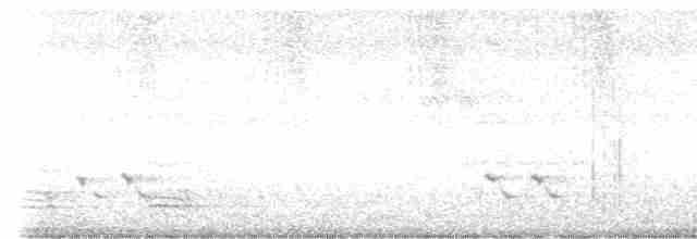 stripediamantfugl (ornatus) - ML617755199