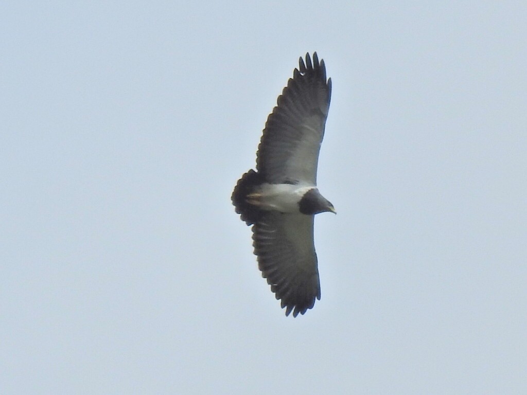 Black-chested Buzzard-Eagle - ML617755231