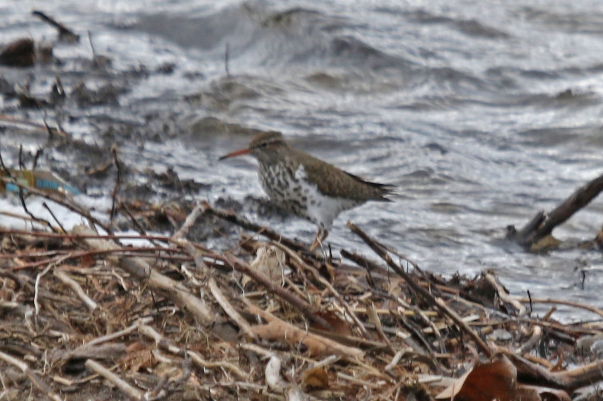 Spotted Sandpiper - Joan and/or George Sims