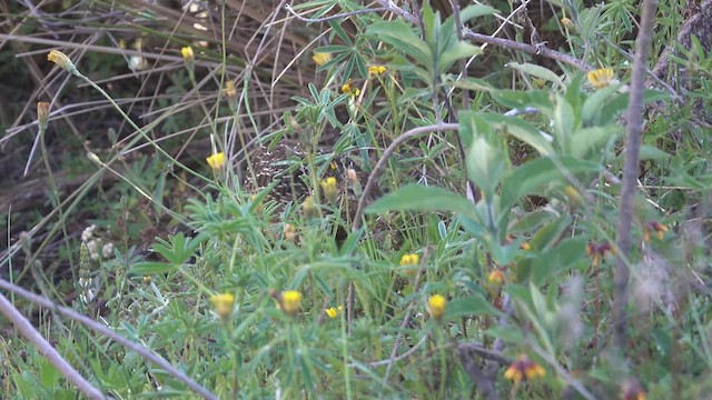  - Curve-billed Tinamou