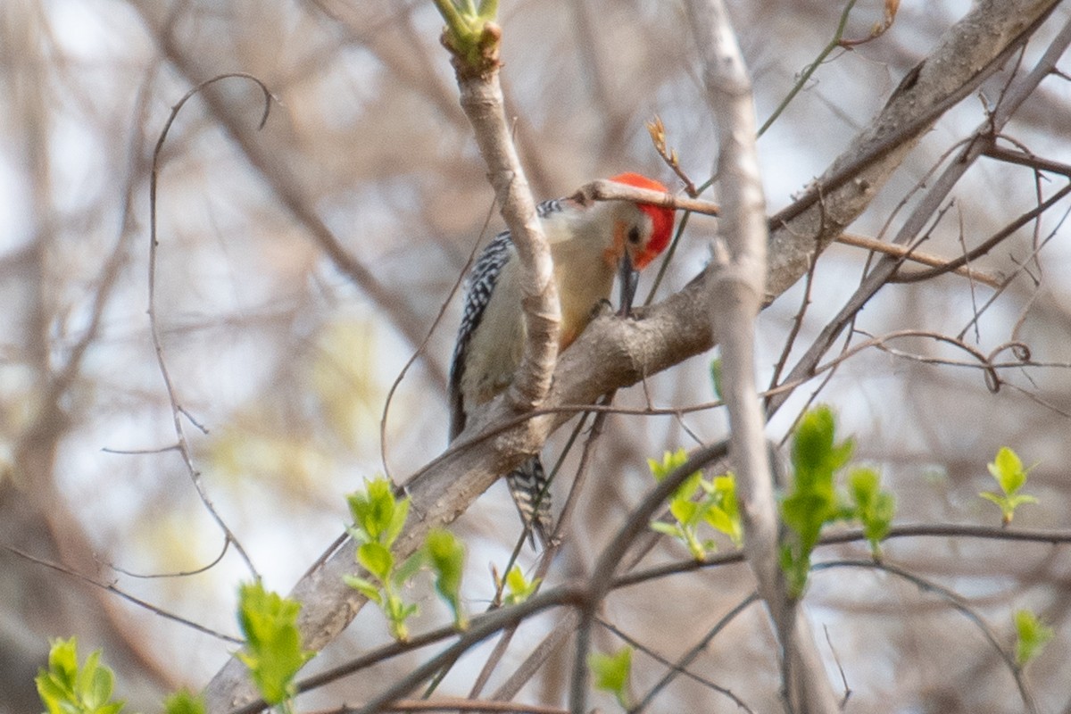 Red-bellied Woodpecker - ML617755367