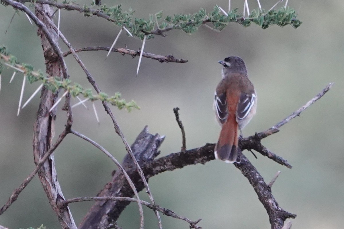 Red-backed Scrub-Robin (Red-backed) - ML617755378