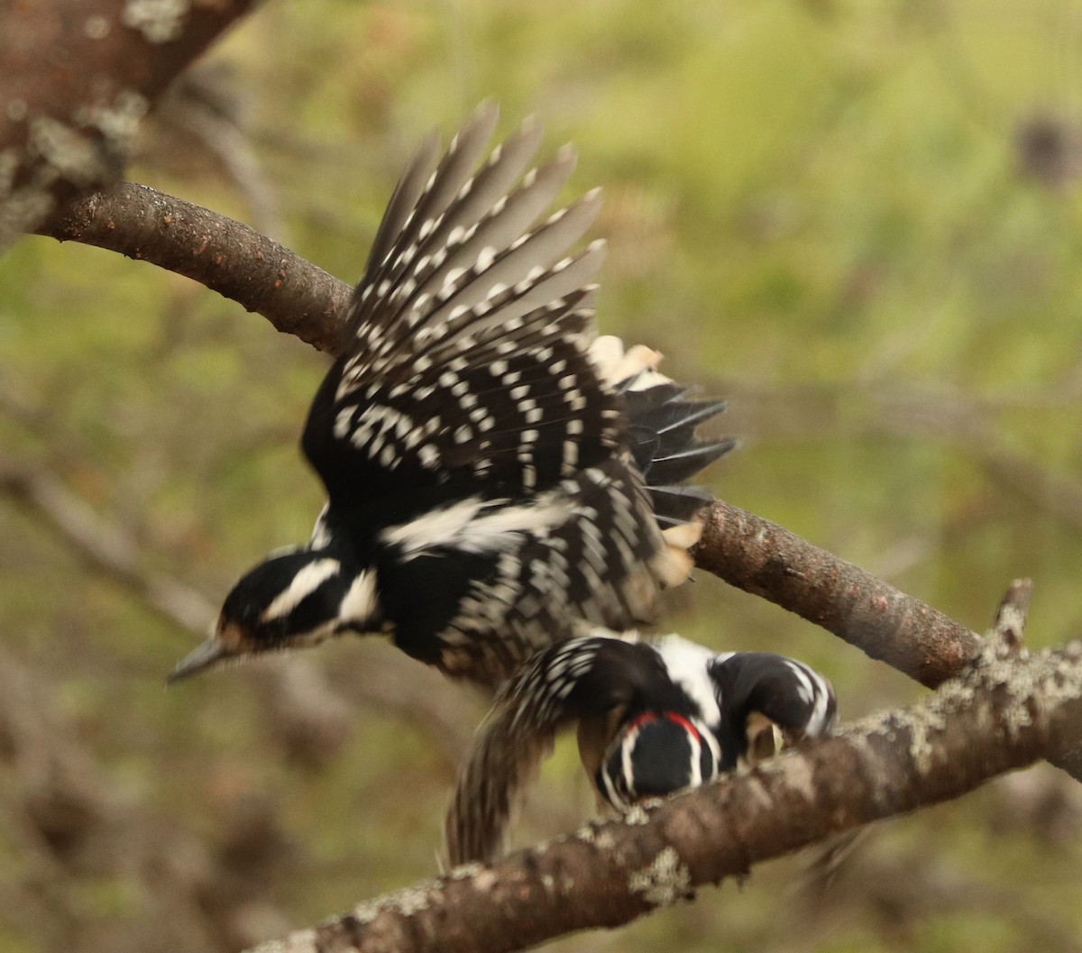 Hairy Woodpecker - ML617755454