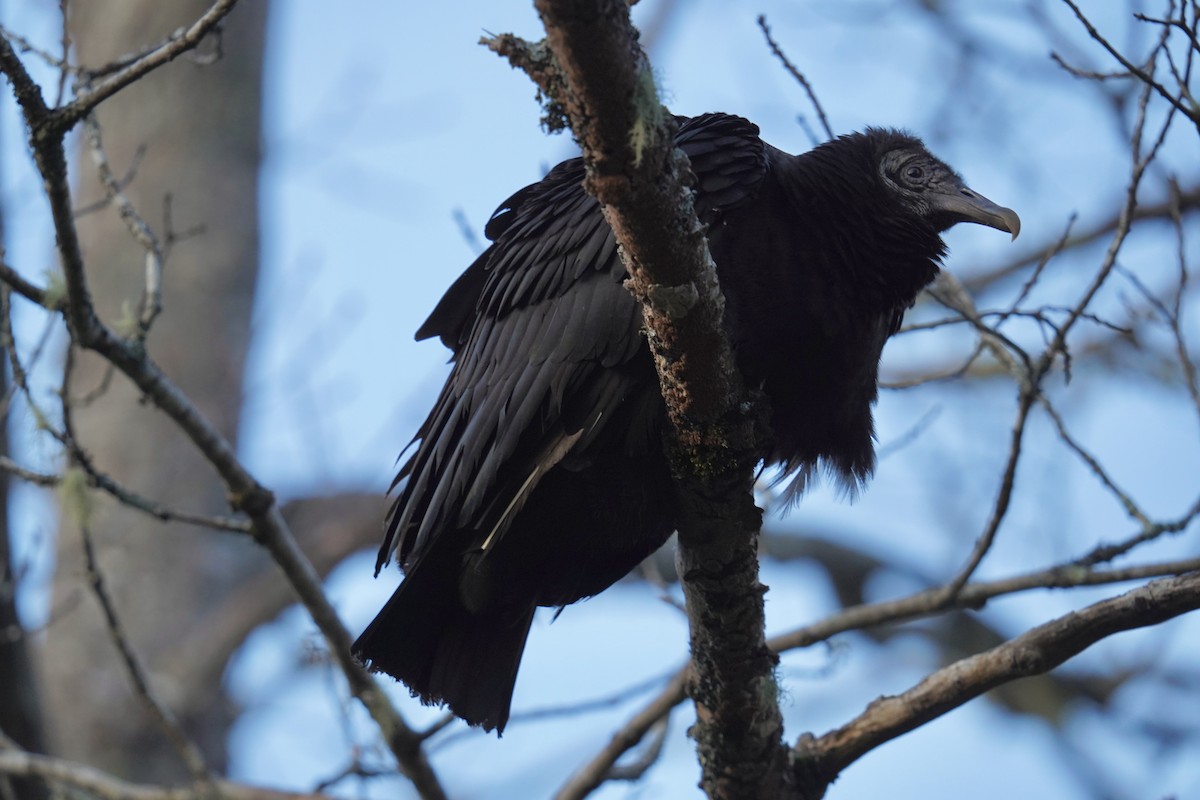 Black Vulture - ML617755512