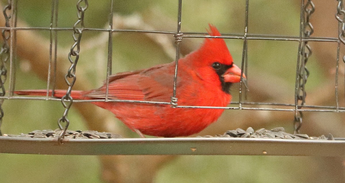 Cardinal rouge - ML617755560
