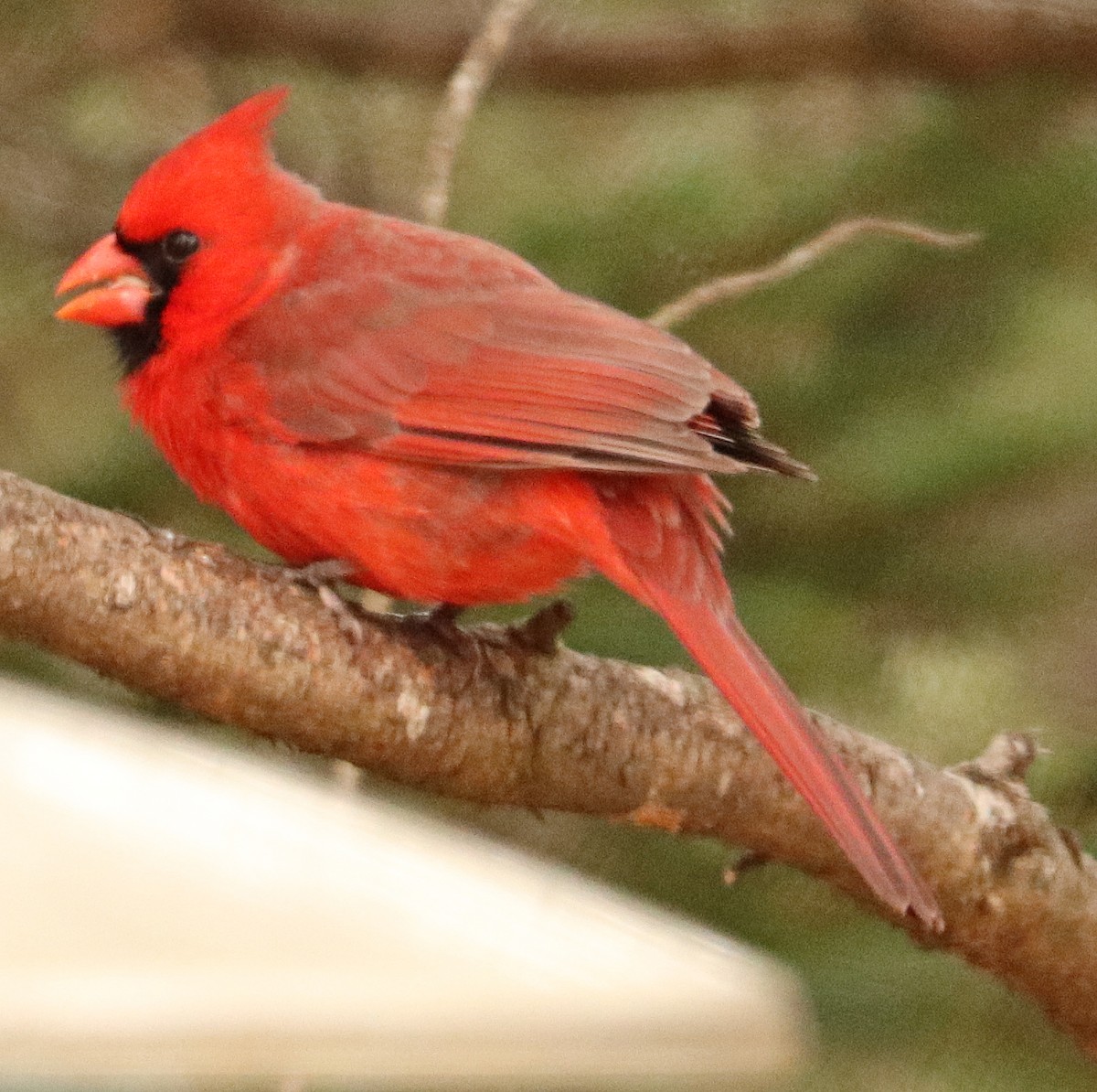Cardinal rouge - ML617755574