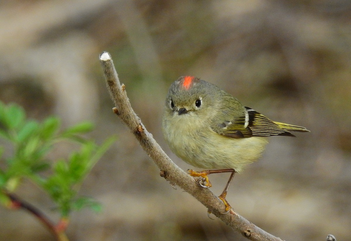 Ruby-crowned Kinglet - Bob Curry
