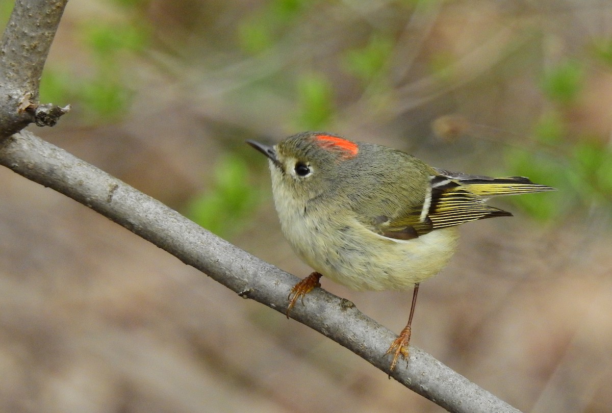 Ruby-crowned Kinglet - Bob Curry