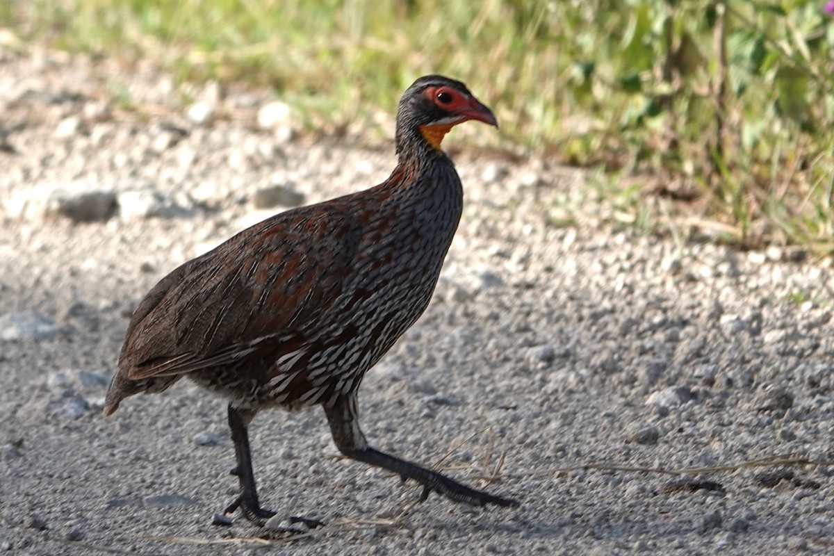Gray-breasted Spurfowl - ML617755656