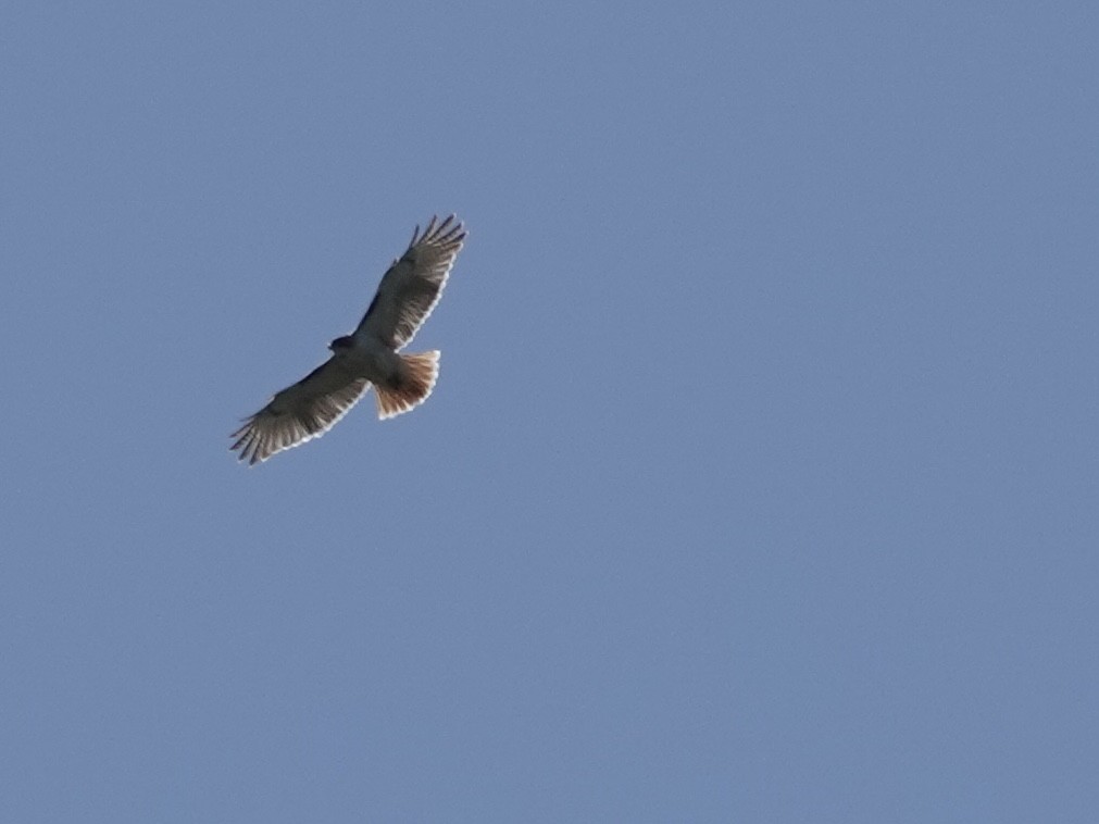 Red-tailed Hawk - ML617755661