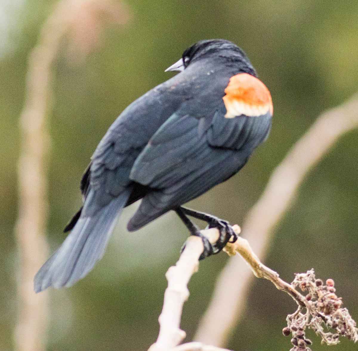 Red-winged Blackbird (Red-winged) - ML617755706