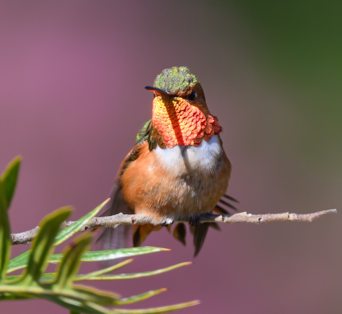 Rufous Hummingbird - Michael Bolte