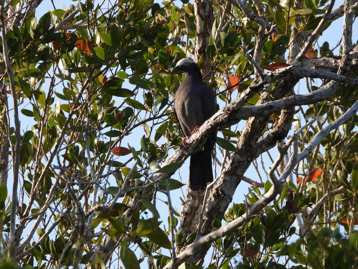 White-crowned Pigeon - ML617755770