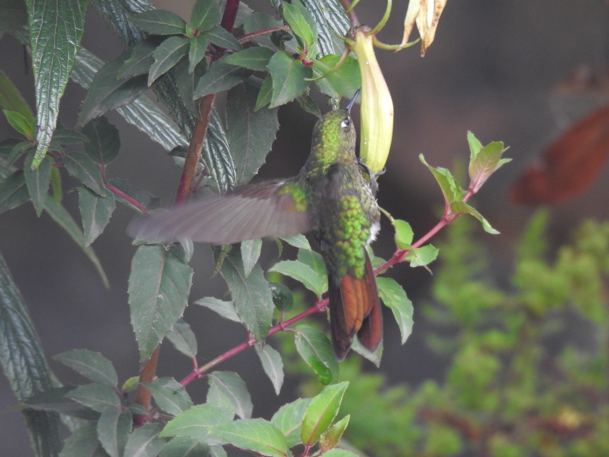 kolibřík dřišťálový - ML617755811