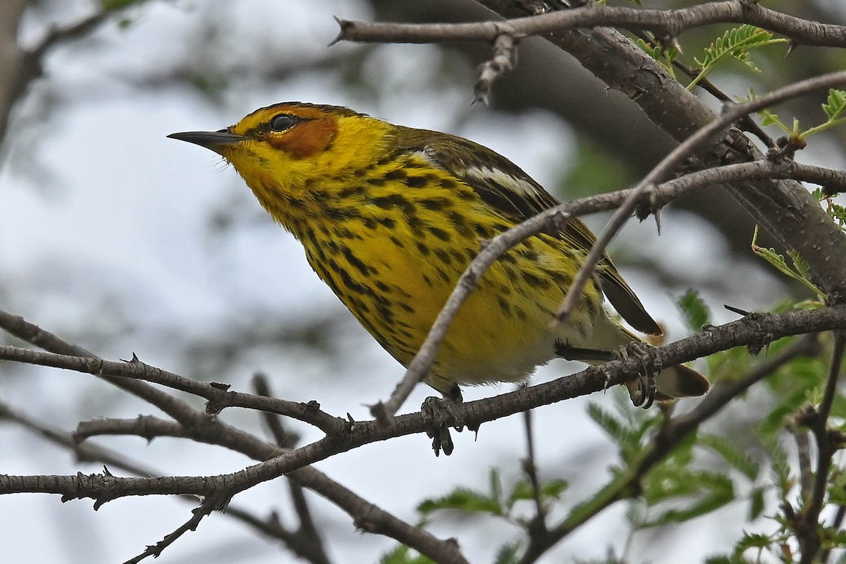 Cape May Warbler - ML617755868