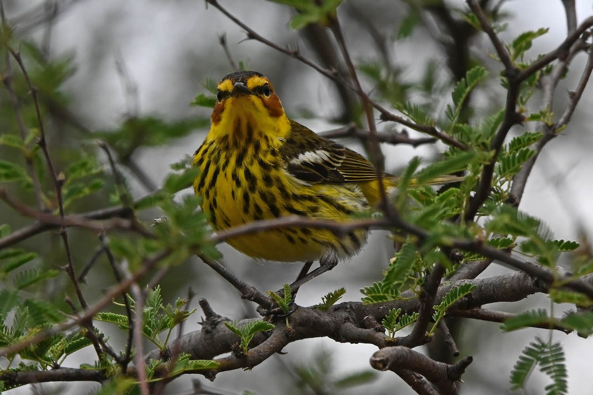 Cape May Warbler - ML617755869