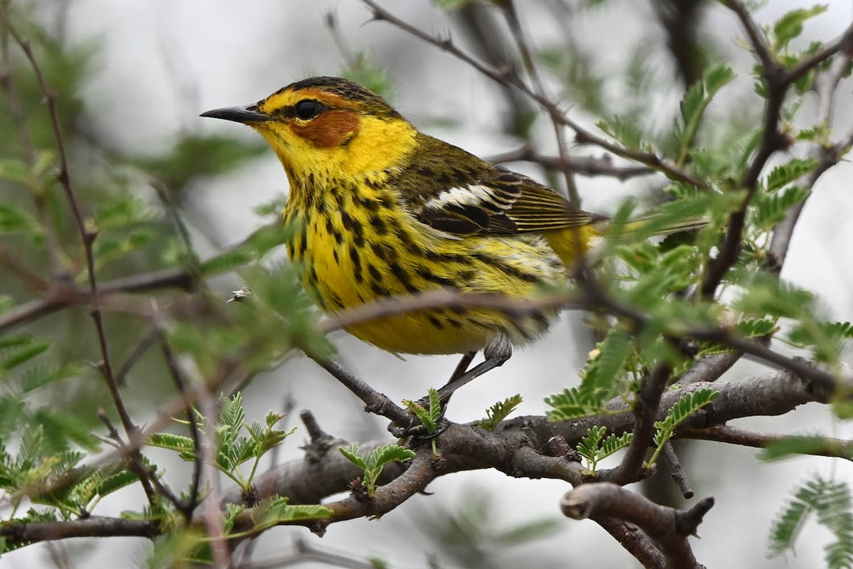 Cape May Warbler - ML617755870
