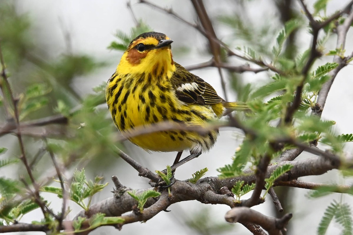 Cape May Warbler - ML617755871
