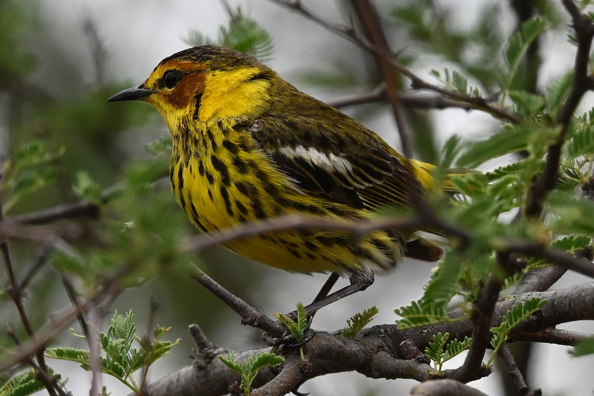 Cape May Warbler - ML617755872
