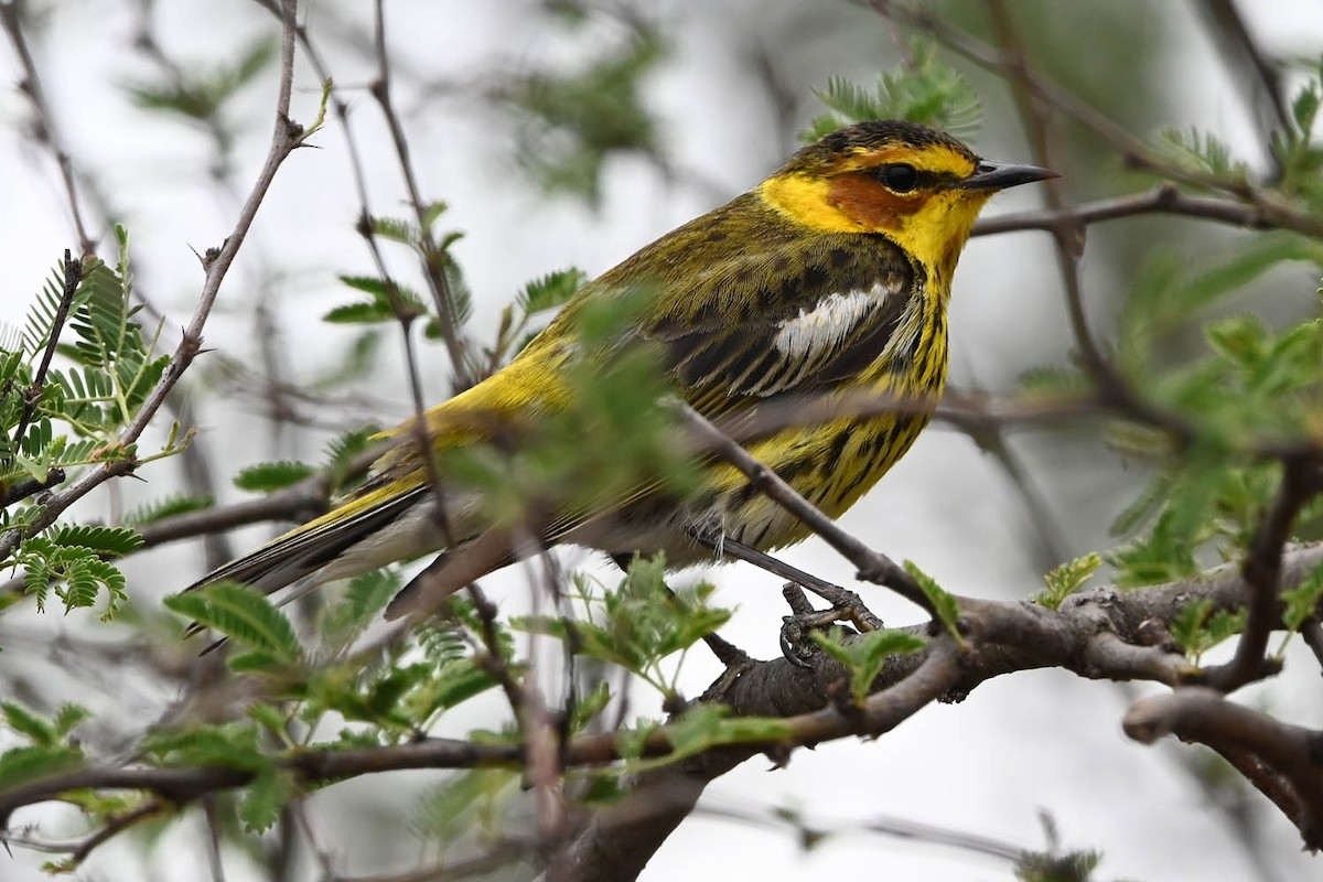 Cape May Warbler - ML617755873