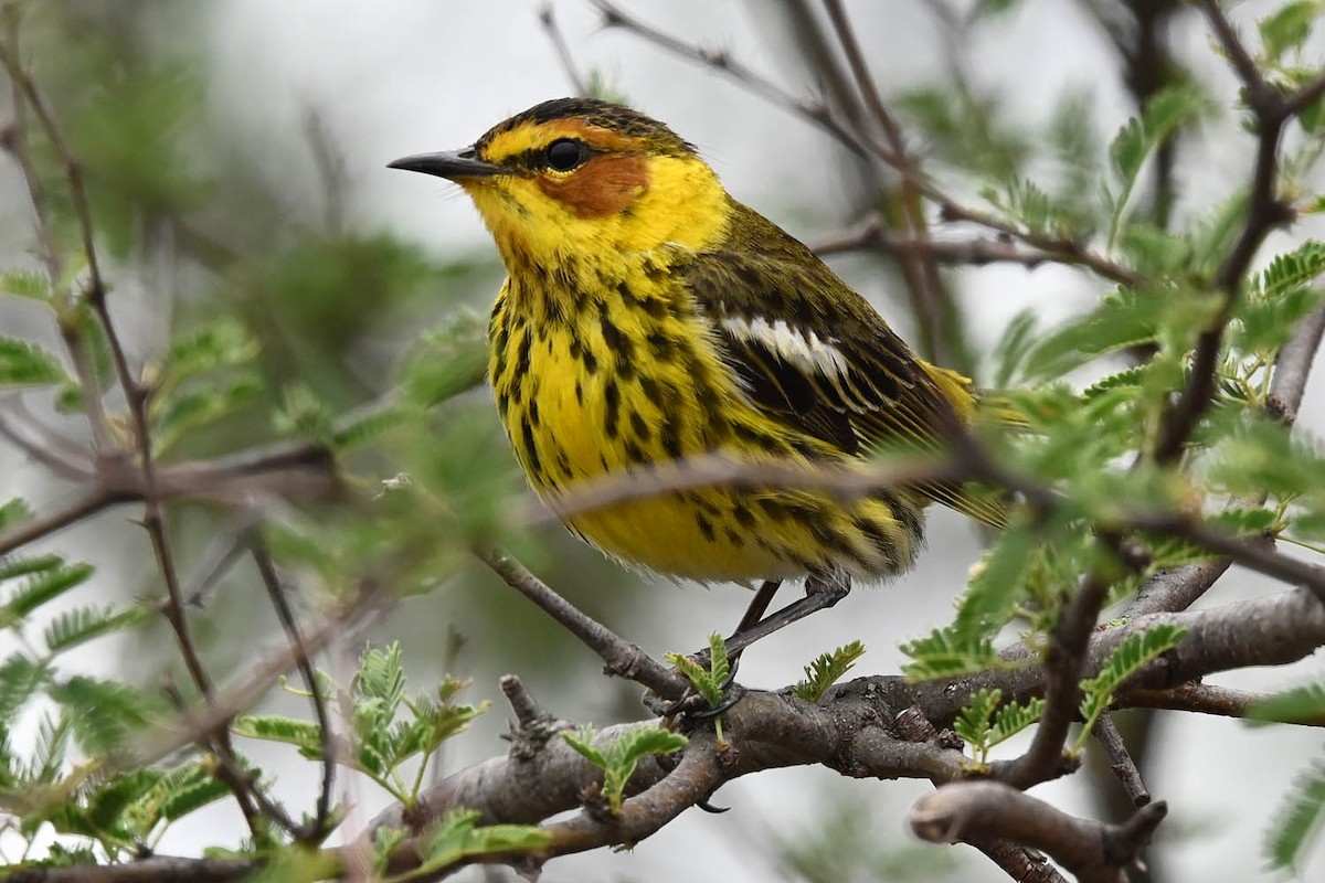 Cape May Warbler - ML617755874