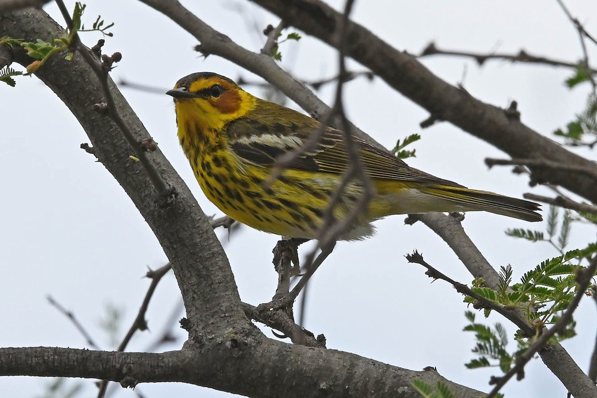 Cape May Warbler - ML617755876