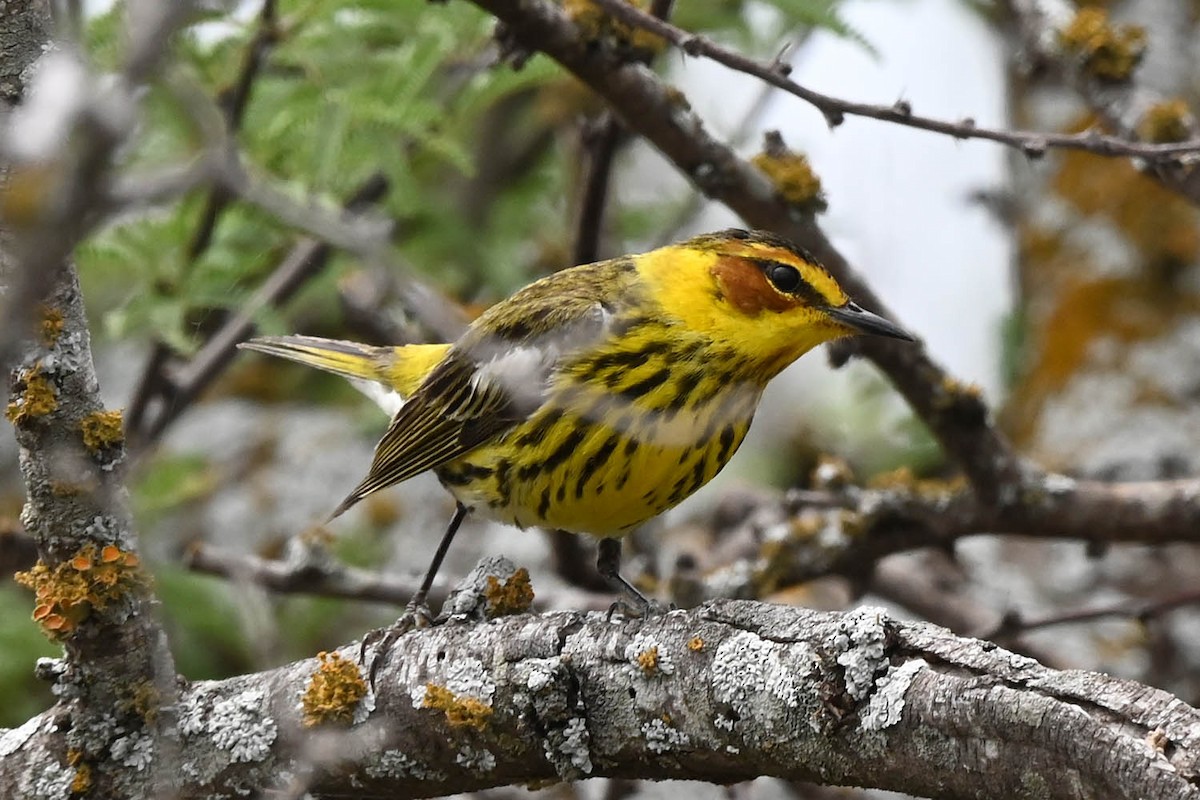 Cape May Warbler - ML617755877