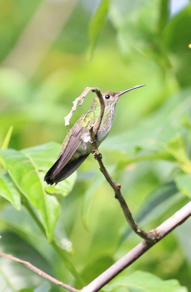 kolibřík modrobradý - ML617755884