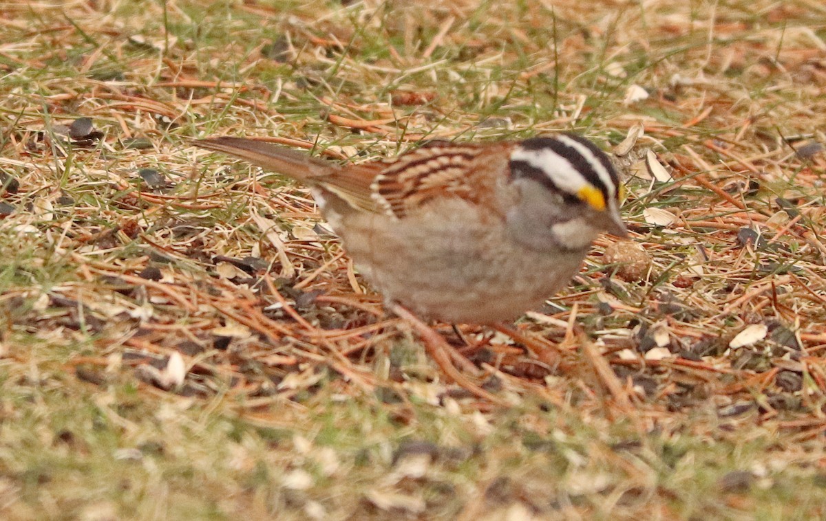 White-throated Sparrow - ML617755954