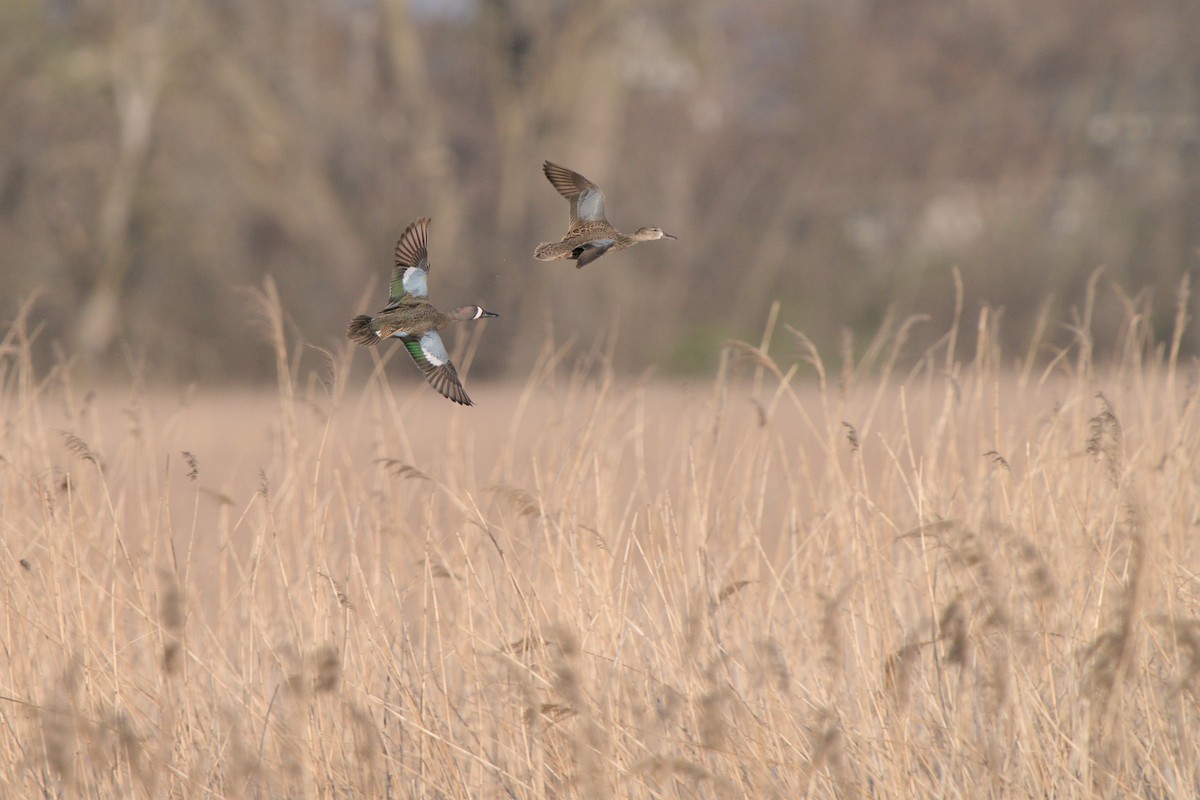 Blue-winged Teal - ML617755977