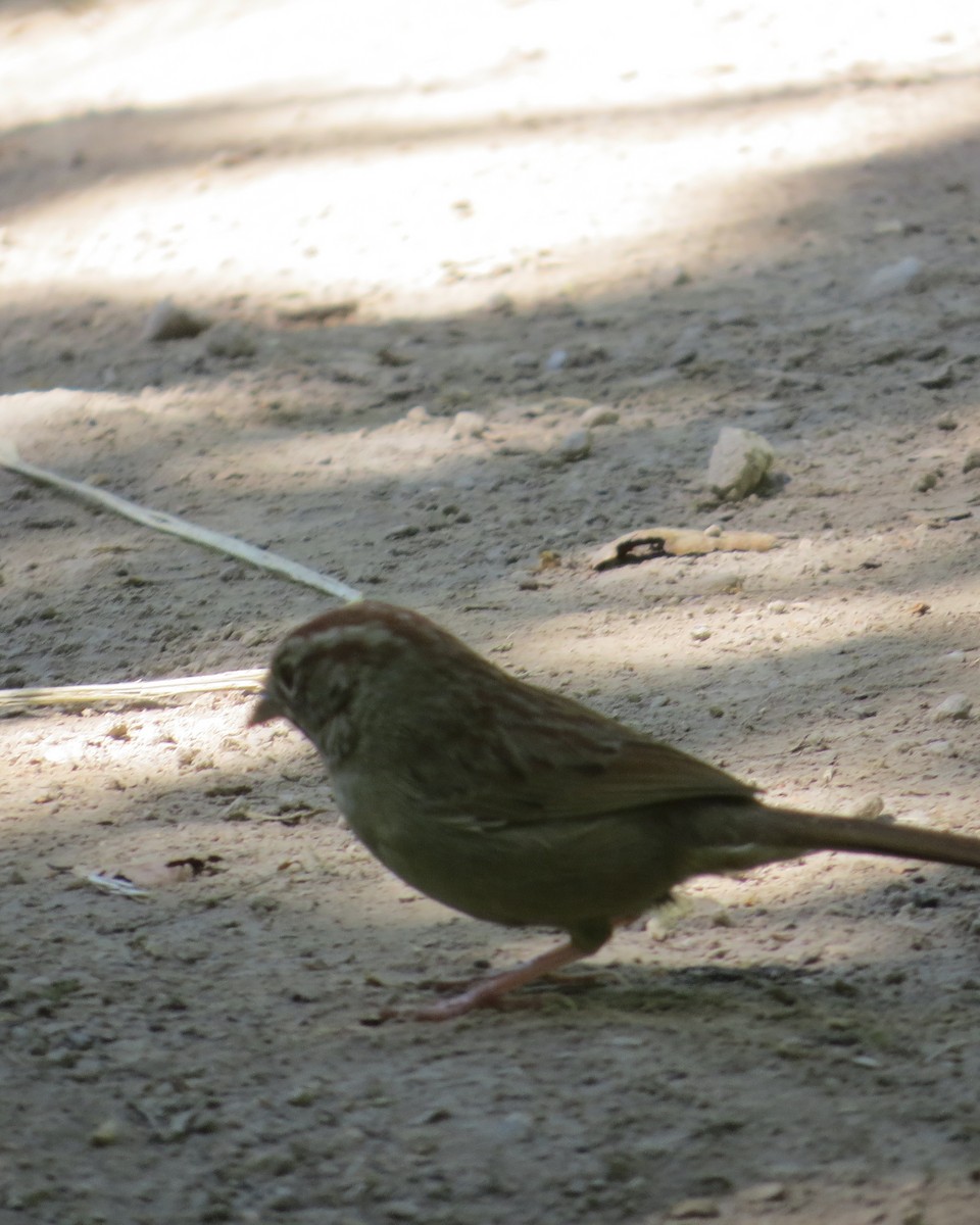 Rufous-crowned Sparrow - Mookie Fudemberg