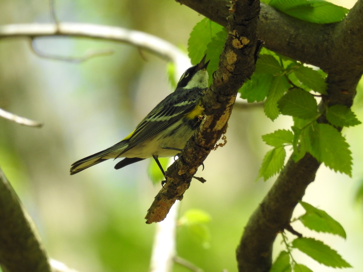 Yellow-rumped Warbler - James Bolte