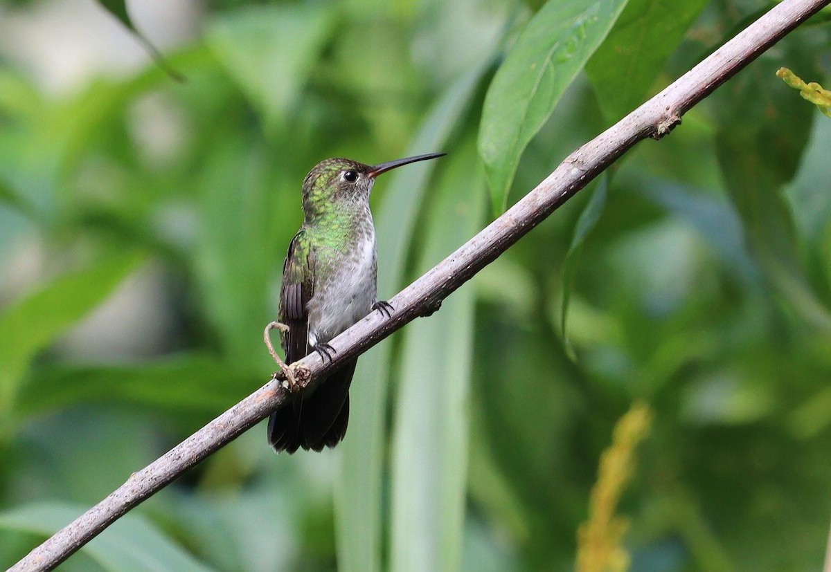 kolibřík modrobradý - ML617756022