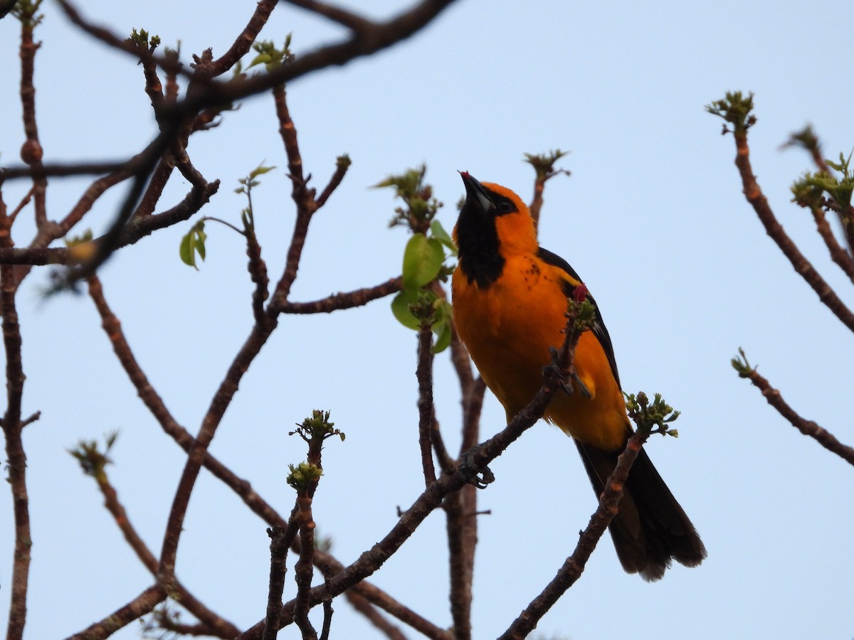 Spot-breasted Oriole - ML617756064