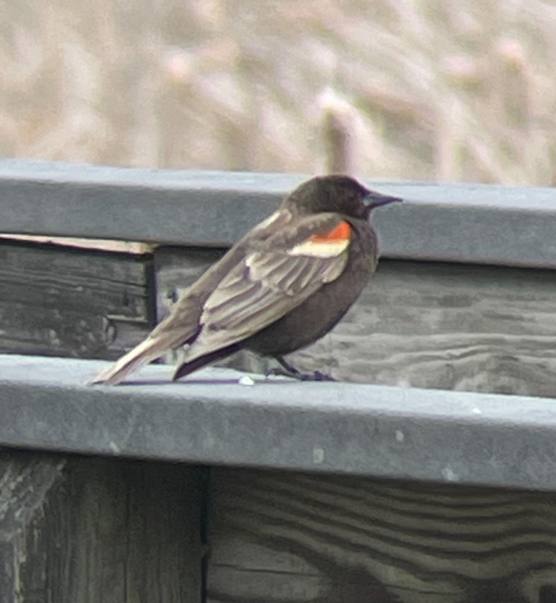 Red-winged Blackbird - ML617756216