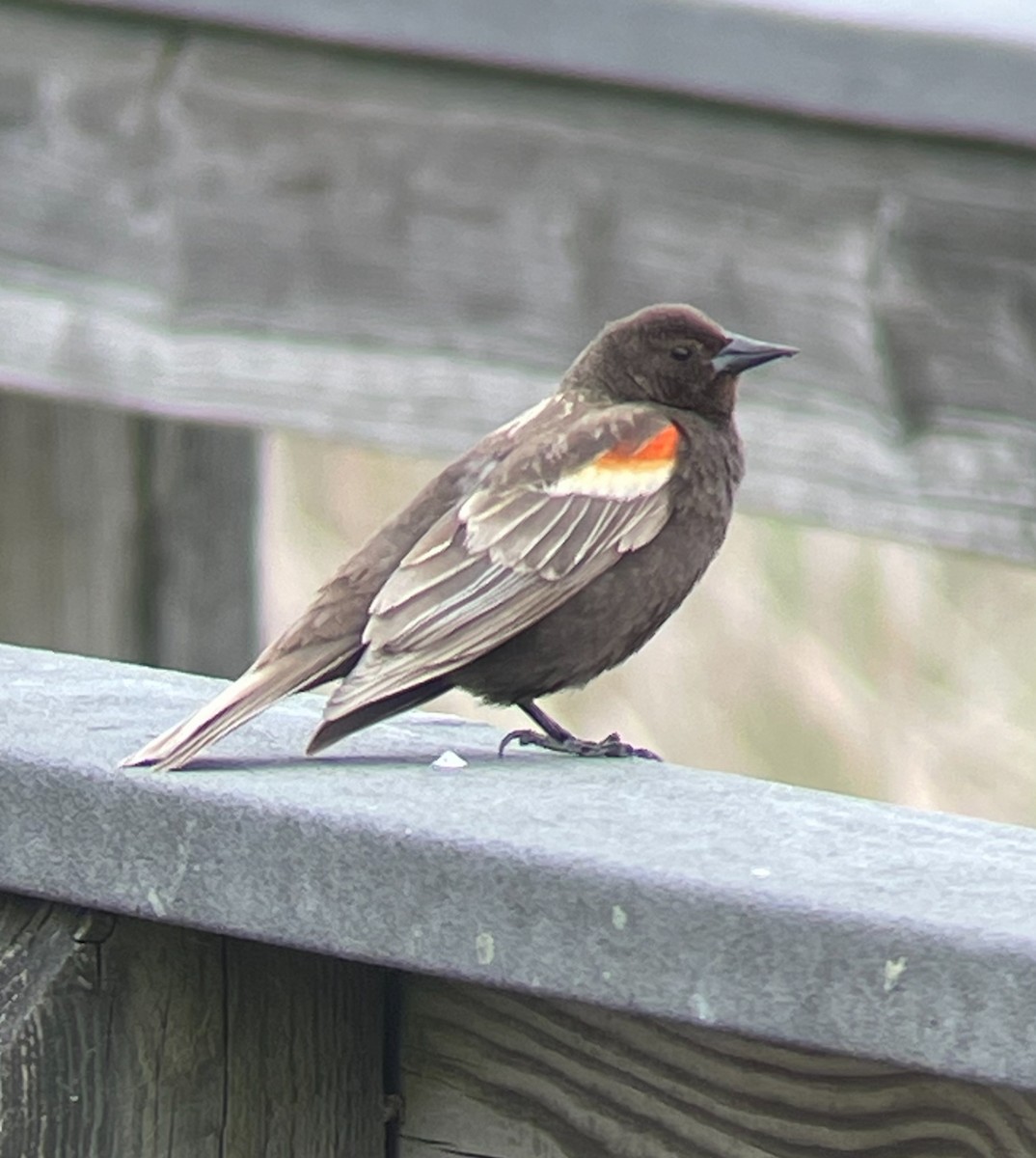 Red-winged Blackbird - ML617756217