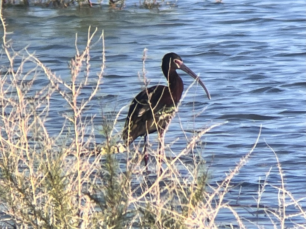 ibis americký - ML617756230