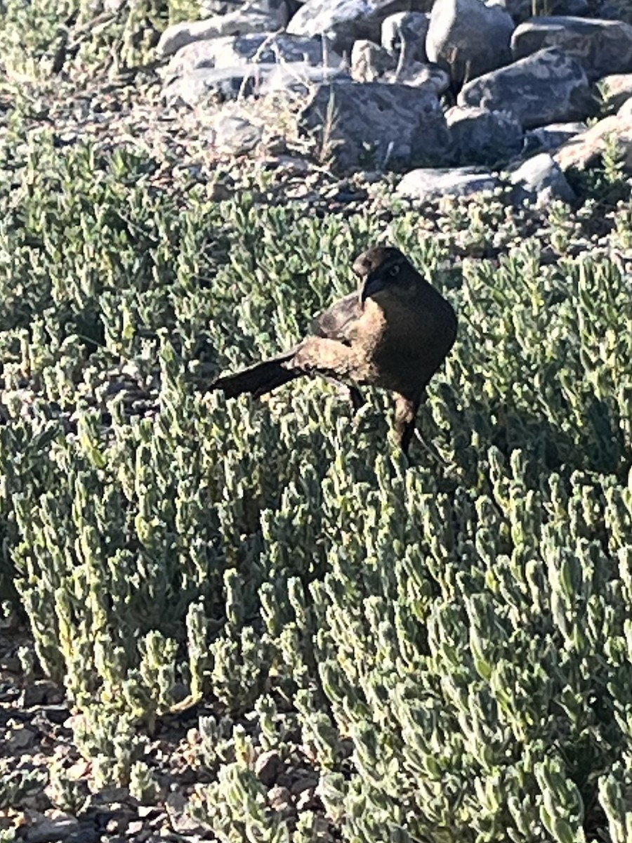 Great-tailed Grackle - ML617756328