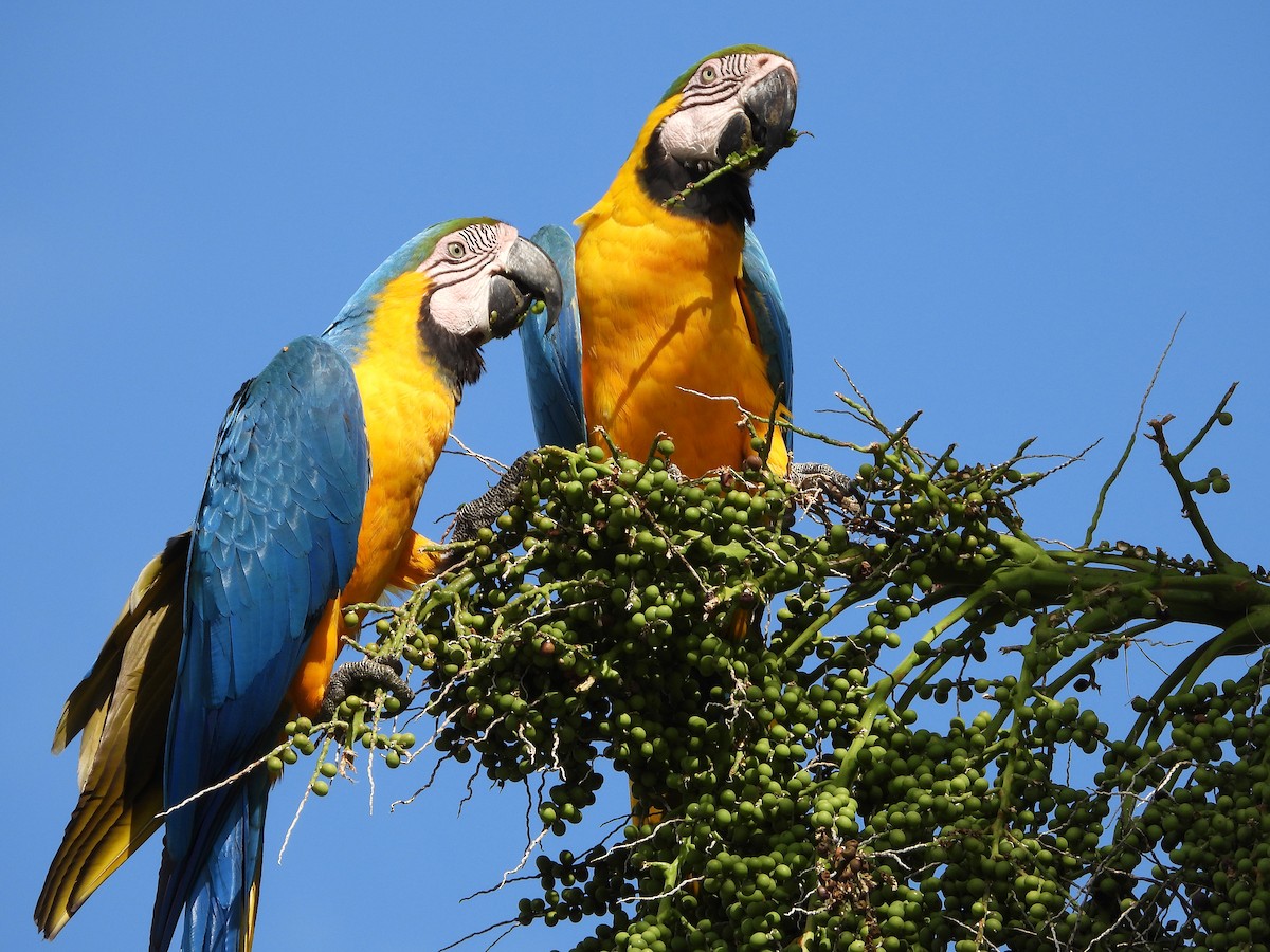Blue-and-yellow Macaw - ML617756408