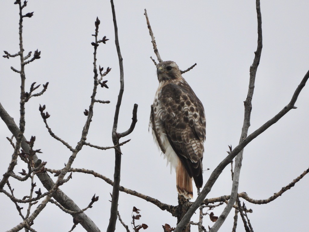Red-tailed Hawk - ML617756418