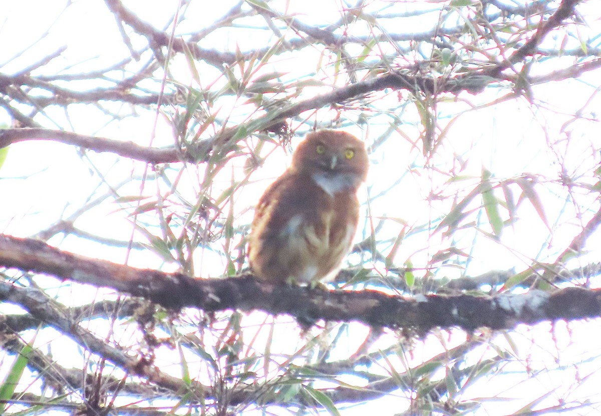 Andean Pygmy-Owl - ML617756457