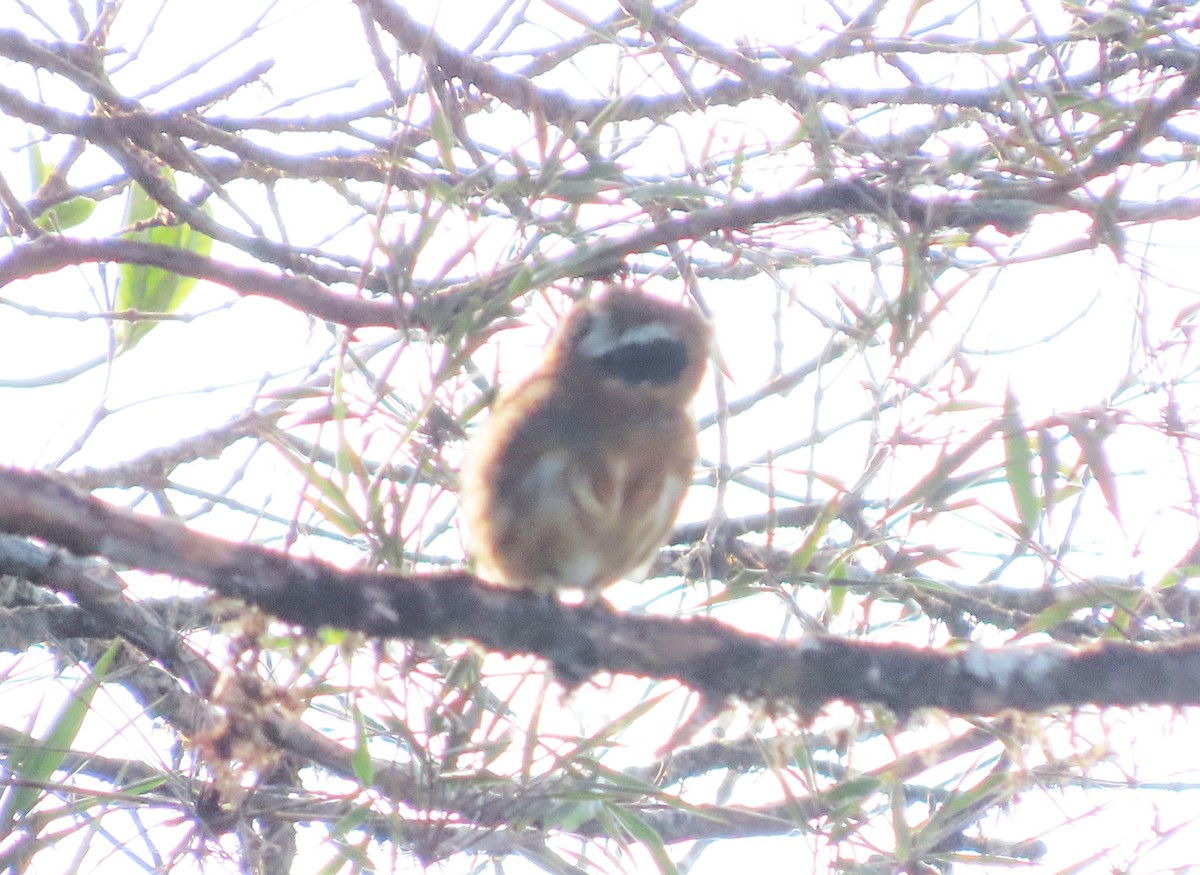 Andean Pygmy-Owl - tom aversa