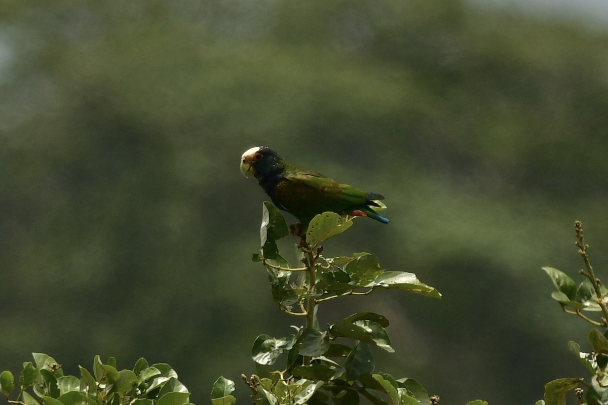 White-crowned Parrot - ML617756497