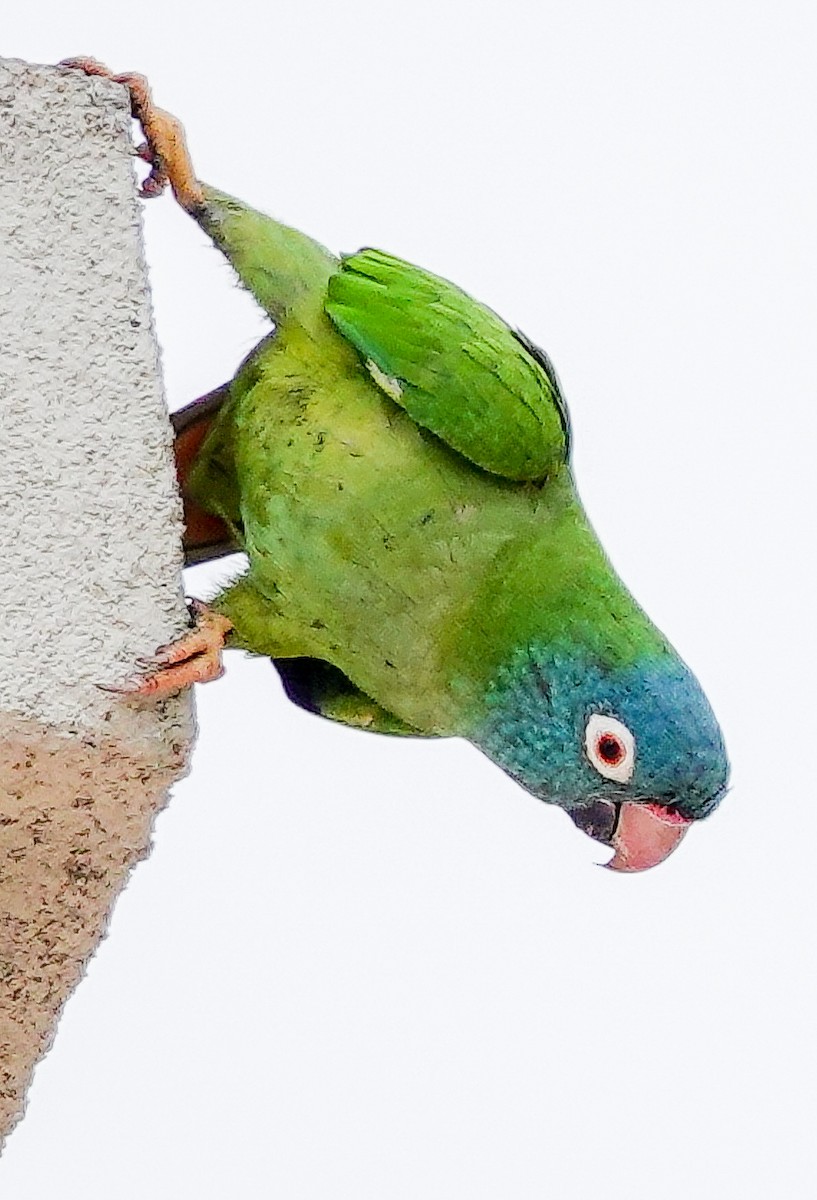 Blue-crowned Parakeet - ML617756571